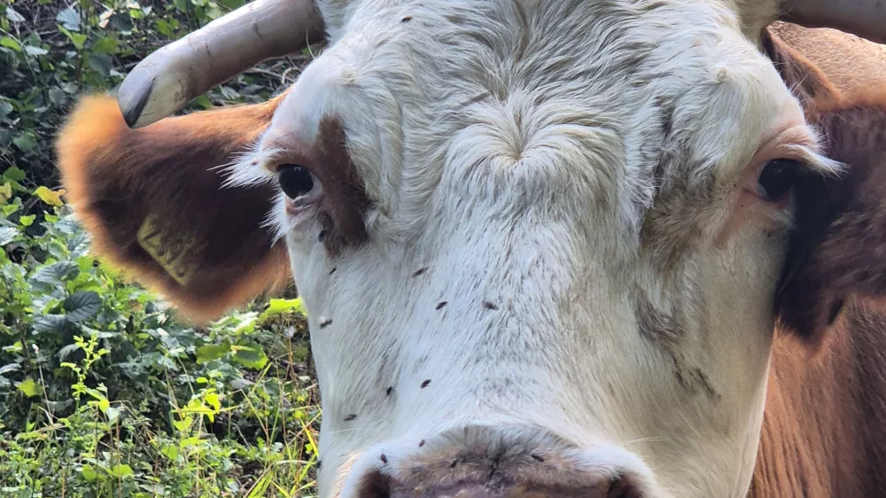 govedo, bolezen modrikasti jezik. Foto: UVHVVR