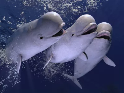 Group of happy melonhead beluga whales swimming and having fun together 3d rendering / Foto: Bbevren