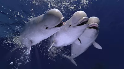 Group of happy melonhead beluga whales swimming and having fun together 3d rendering / Foto: Bbevren