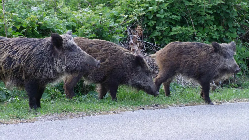Ferlugi 03-05-2009 - Marjasci