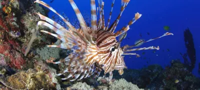 Plamenka je strupena riba, ki prihaja iz Indijskega oceana. Nevarna nam je le, če se zbodemo na njenih bodicah. Opazili so jo v bližini hrvaškega otoka Mljet. 