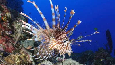 Plamenka je strupena riba, ki prihaja iz Indijskega oceana. Nevarna nam je le, če se zbodemo na njenih bodicah. Opazili so jo v bližini hrva&scaron;kega otoka Mljet. 