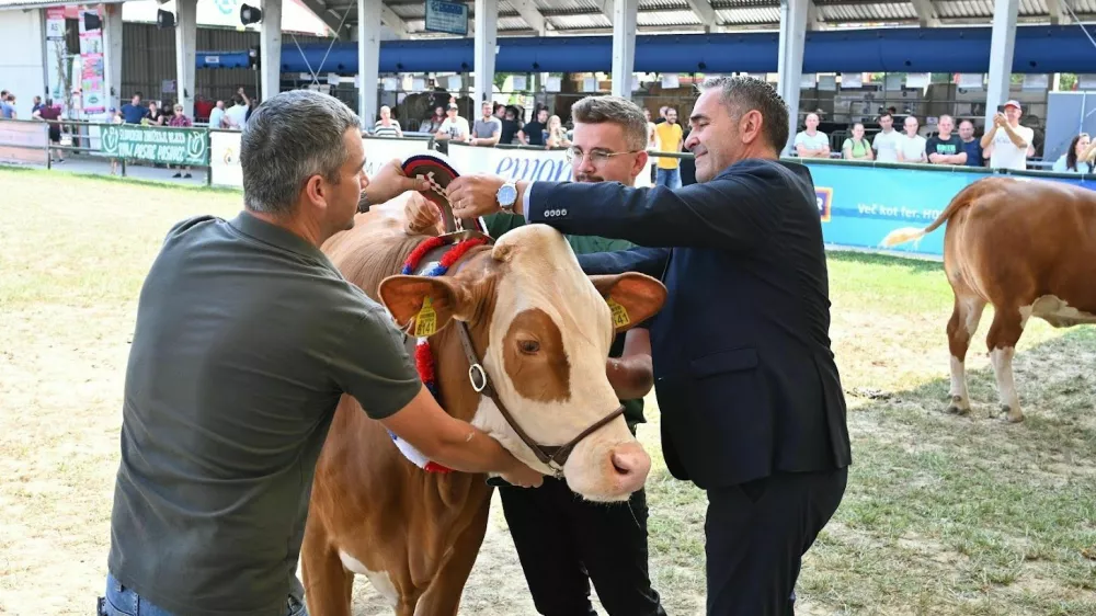 Zaradi &scaron;irjenja bolezni modrikastega jezika bo razstava živali na leto&scaron;nji Agri okrnjena. F arhiv Pomurskega sejma 