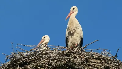 ptice, bela &scaron;torklja, gnezdo. Foto: Tatjana Pihlar 