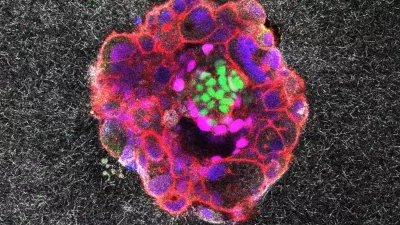 Posnetke jim je omogočil dokaj inovativni pristop, ki so ga ubrali. / Foto: Ibec