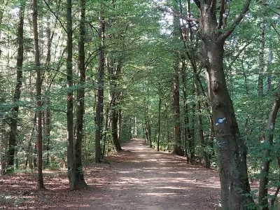 &Scaron;iroki kolovozi skozi gozd se izmenjuje s pe&scaron;potjo, vi&scaron;je pa sledi nekoliko strmej&scaron;i vzpon, ki nas po približno 30 minutah hoje pripelje neposredno do koče. 
