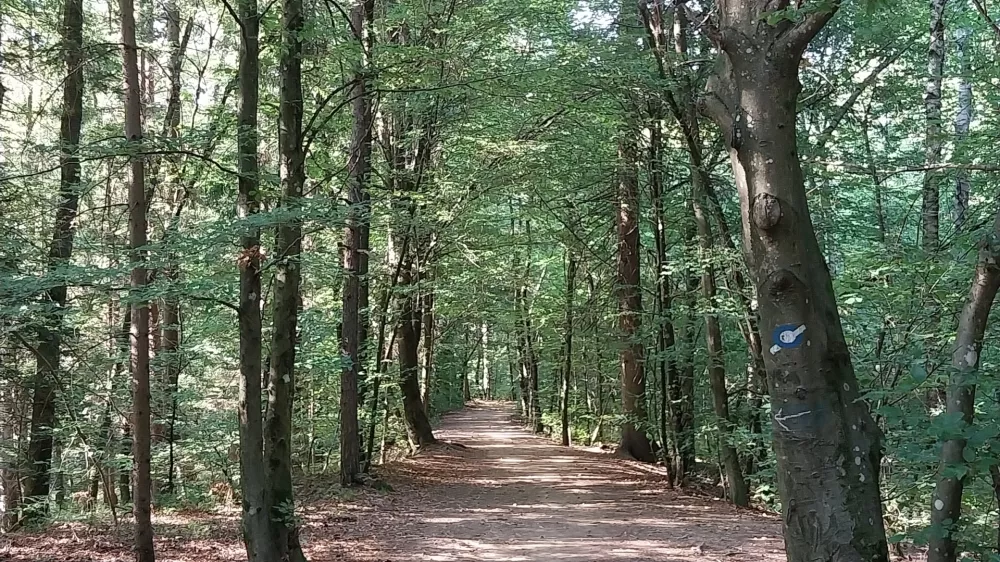 &Scaron;iroki kolovozi skozi gozd se izmenjuje s pe&scaron;potjo, vi&scaron;je pa sledi nekoliko strmej&scaron;i vzpon, ki nas po približno 30 minutah hoje pripelje neposredno do koče. 