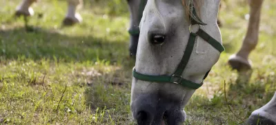 - LIPICA 2012 - kobilarna - vzreja svetovno znanih konjev lipicancev, konj - lipicanec - lipicanci//FOTO: Bojan Velikonja