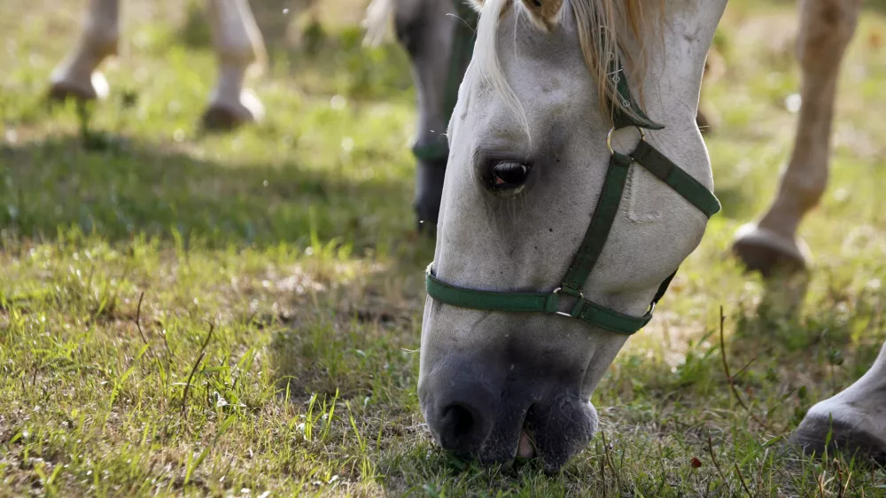 - LIPICA 2012 - kobilarna - vzreja svetovno znanih konjev lipicancev, konj - lipicanec - lipicanci//FOTO: Bojan Velikonja