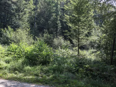  - Pomlajen gozd, - 13.08.2025. - Vodeni ogled območja poseka dreves na Rožniku s predstavniki Zavoda za gozdove in občine Ljubljana. //FOTO: Bojan Velikonja