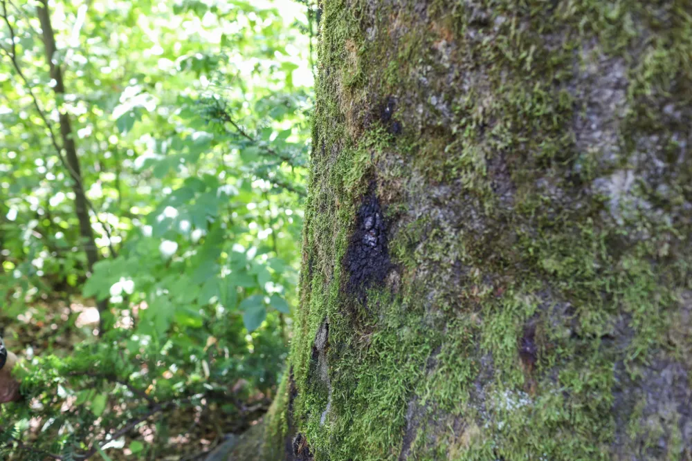  - Napad gljive viden na drevesu, - 13.08.2025. - Vodeni ogled območja poseka dreves na Rožniku s predstavniki Zavoda za gozdove in občine Ljubljana. //FOTO: Bojan Velikonja