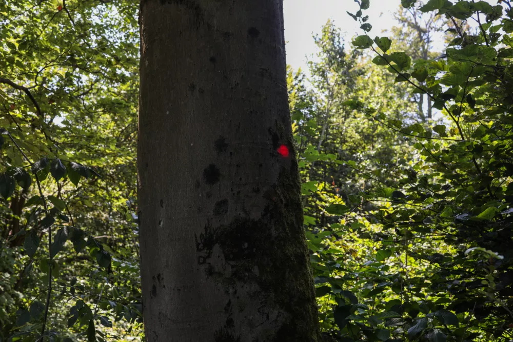  - Po&scaron;kodovano drevo, - oznaka za posek, - 13.08.2025. - Vodeni ogled območja poseka dreves na Rožniku s predstavniki Zavoda za gozdove in občine Ljubljana. //FOTO: Bojan Velikonja
