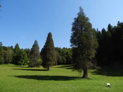 sekvoje Rimske terme / Foto: Katja Petrovec