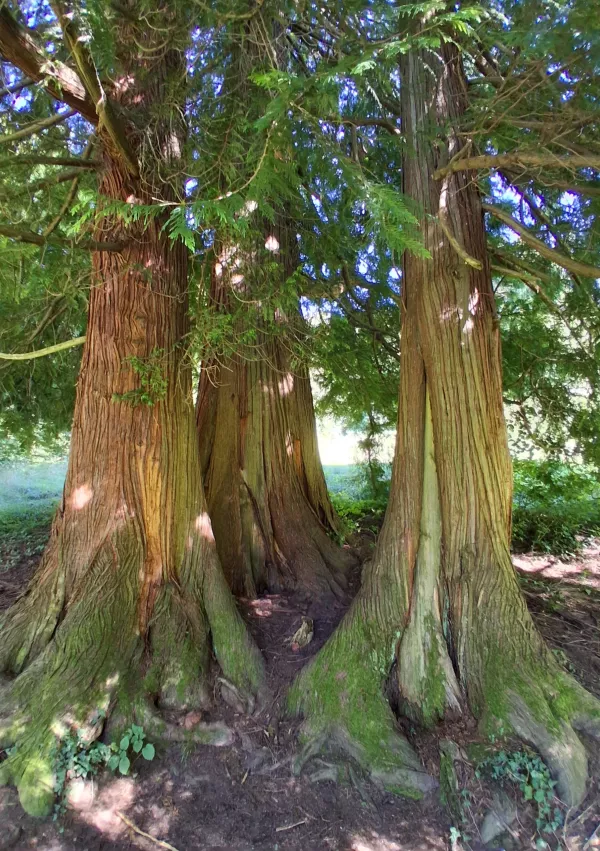 Rimske terme klek, trojček / Foto: Katja Petrovec