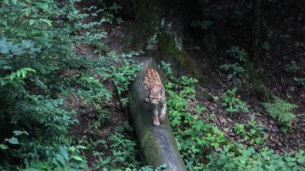 ris- 12.07.2018 &ndash; ZOO - Živalski vrt Ljubljana - živali, ki se skrivajo //FOTO: Jaka Gasar