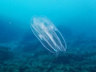 Rebrača v Jadranskem morju. Fotografija je nastala v Tela&scaron;ćici.