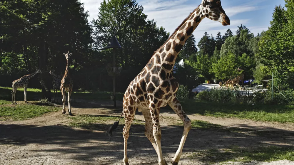 Reportaža ZOO Ljubljana - zirafaFOTO: JAKA GASAR / NEDELJSKI