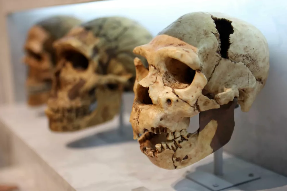 19.10.2022- Simbolična fotografija - lobanja- Narodni muzej SlovenijeFoto: Tomaž Skale