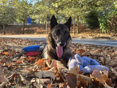 Lairy, belgijski ovčar, ki so ga re&scaron;ili izpod Male Osojnice, na poti domov v Francijo