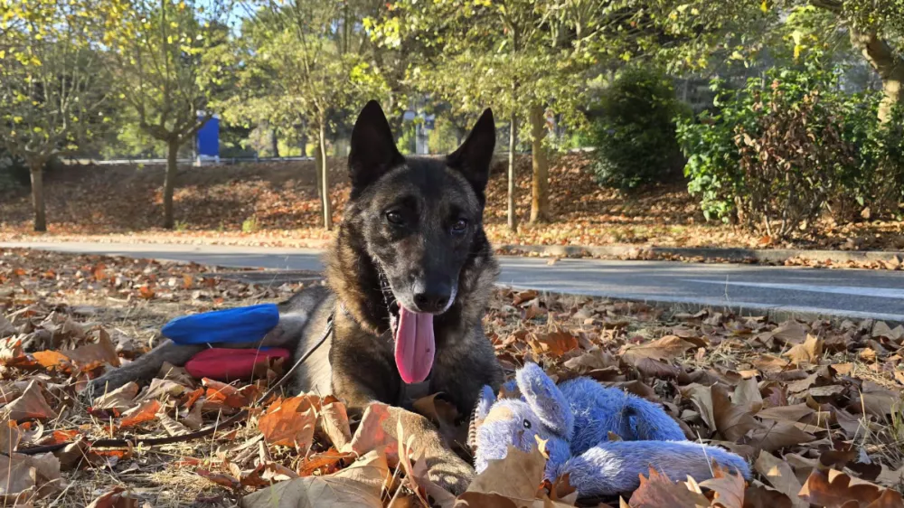 Lairy, belgijski ovčar, ki so ga re&scaron;ili izpod Male Osojnice, na poti domov v Francijo