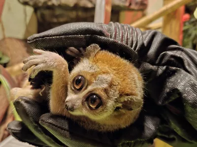 Mail, samička pritlikavega počasnega lorija / Foto: Tropska Hi&scaron;a 