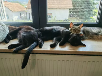 Mačja hi&scaron;a: lani na&scaron;li 344 zapu&scaron;čenih živali