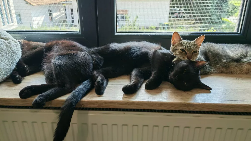 Mačja hi&scaron;a: lani na&scaron;li 344 zapu&scaron;čenih živali