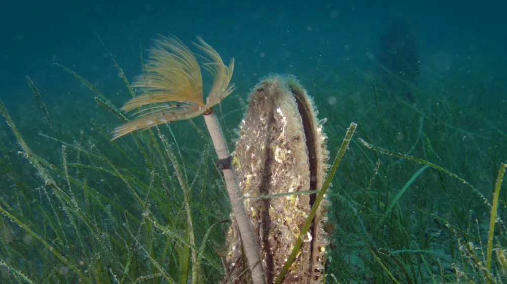 veliki le&scaron;čur in cevkar 