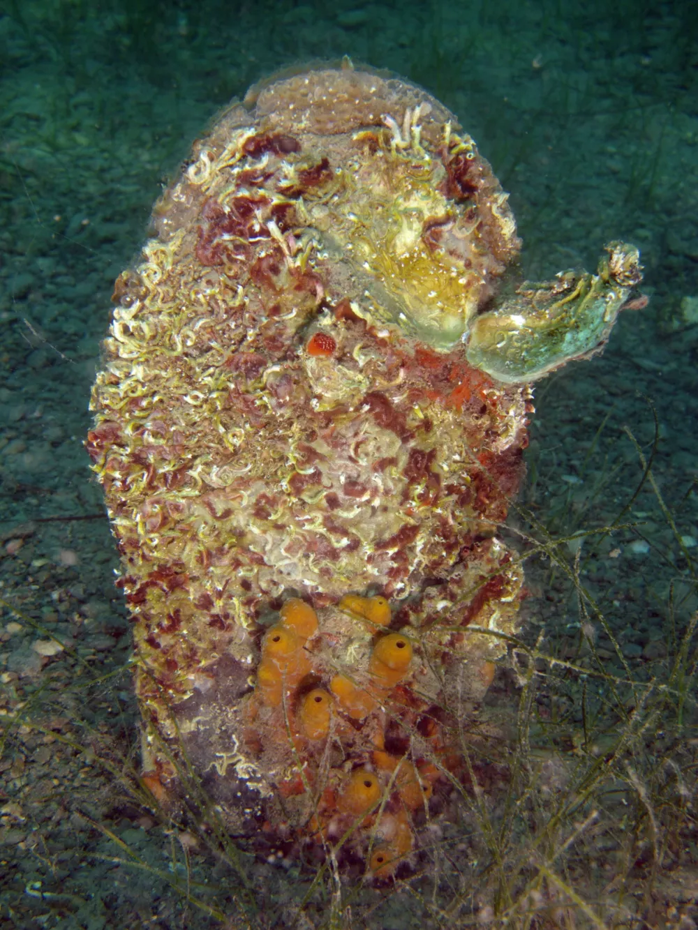 &raquo;Prav zato smo tudi pri nas, preventivno  preselili 75 le&scaron;čurjev iz Portoroža v &Scaron;kocjanski zatok. Po poročanju od drugod bi lahko lagune bile tisto okolje, kjer parazit ni prisoten oz. se ni sposoben tako namnožit, da bi povzročil pogine. Tako so na nekaterih območjih kjer je le&scaron;čur v morski vodi popolnoma izginil na&scaron;li omejene populacije v lagunah, ki so pomor preživele,&laquo;