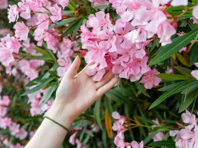 Ta rastlina je naravnost čudovita, toda &hellip; / Foto: Istock