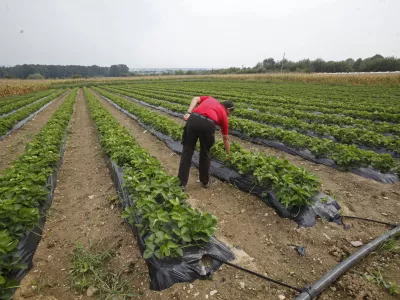 - ilustrativna fotografija - kmetijsko zemlji&scaron;če - polje - jagode / Foto: Luka Cjuha