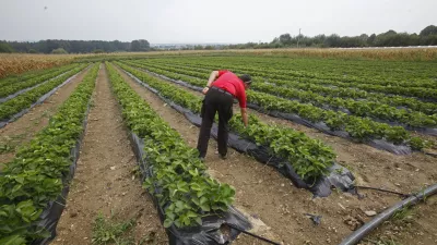 - ilustrativna fotografija - kmetijsko zemlji&scaron;če - polje - jagode / Foto: Luka Cjuha
