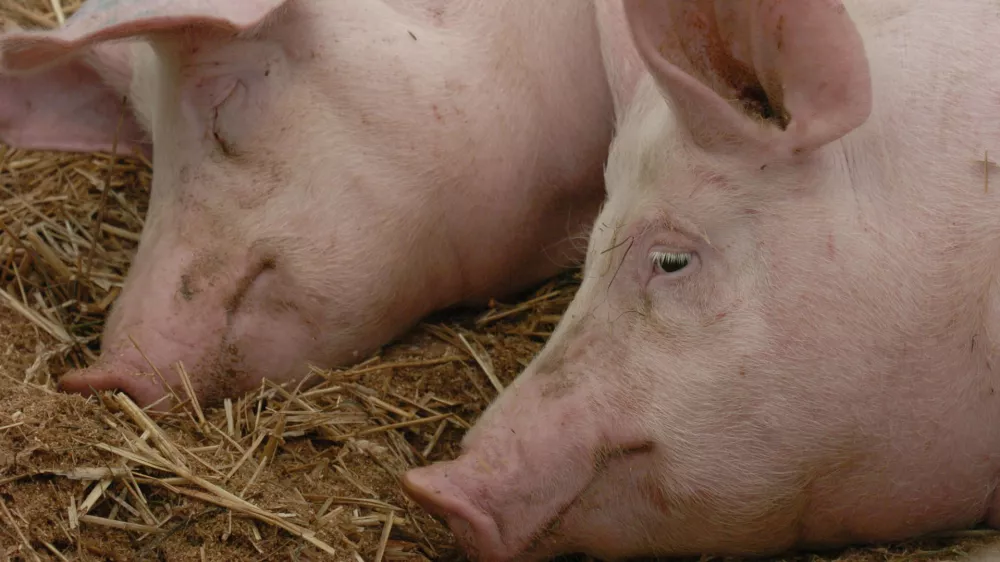 43. mednarodni kmetijsko-živilski sejem; Pomurski sejem, Gornja Radgona, pujsa, pujs //FOTO: Jaka Adamič