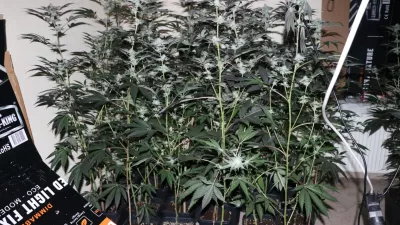 Zakon o konoplji: “Edina prava pot je ničelna toleranca”