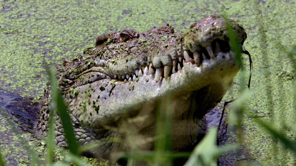 A crocodile lifts its head from a lake at a crocodile farm near Darwin in this May 10, 2005 file photo. Rangers in Australia's northern Territory issued a strange warning to motorists in the world heritage-listed Kakadu National Park February 2, 2006 -- look out for airborne crocodiles after a 2 metre-long (6 feet) crocodile jumped into the path of a vehicle carrying Aboriginal landowners and a scientist. REUTERS/David Gray/Files