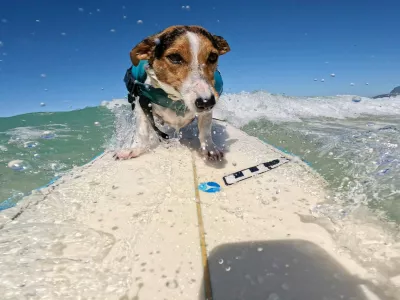 old BENJI, a Jack Russell Terrier, rides the waves alongside his human, BERNARDO BRAGA at Arpoador Beach in Rio de Janeiro. Since catching his first wave two years ago, Benji has become a beloved fixture on Rio&acirc;&euro;s iconic shore, charming both beachgoers and seasoned surfers with his impressive skills and the remarkable bond he shares with Braga.03 Sep 2025Pictured: old BENJI, a Jack Russell Terrier, rides the waves at Arpoador Beach in Rio de Janeiro. Since catching his first wave two years ago, Benji has become a beloved fixture on Rio&acirc;&euro;s iconic shore, charming both beachgoers and seasoned surfers with his impressive skills.,Image: 1033870150, License: Rights-managed, Restrictions: NO Argentina, Australia, Bolivia, Brazil, Chile, Colombia, Finland, France, Georgia, Hungary, Japan, Mexico, Netherlands, New Zealand, Poland, Romania, Russia, South Africa, Uruguay, Model Release: no