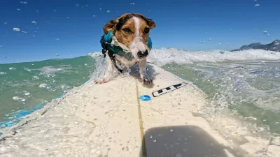 old BENJI, a Jack Russell Terrier, rides the waves alongside his human, BERNARDO BRAGA at Arpoador Beach in Rio de Janeiro. Since catching his first wave two years ago, Benji has become a beloved fixture on Rio&acirc;&euro;s iconic shore, charming both beachgoers and seasoned surfers with his impressive skills and the remarkable bond he shares with Braga.03 Sep 2025Pictured: old BENJI, a Jack Russell Terrier, rides the waves at Arpoador Beach in Rio de Janeiro. Since catching his first wave two years ago, Benji has become a beloved fixture on Rio&acirc;&euro;s iconic shore, charming both beachgoers and seasoned surfers with his impressive skills.,Image: 1033870150, License: Rights-managed, Restrictions: NO Argentina, Australia, Bolivia, Brazil, Chile, Colombia, Finland, France, Georgia, Hungary, Japan, Mexico, Netherlands, New Zealand, Poland, Romania, Russia, South Africa, Uruguay, Model Release: no