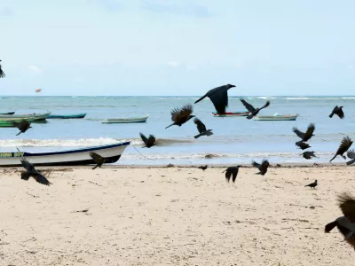 Crows fly over the Baobab beach in Malindi, Kilifi County, Kenya, September 4, 2025. REUTERS/Monicah Mwangi