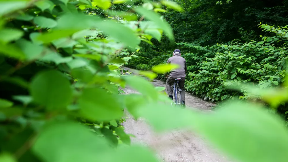 - japonski dresnik - trdoživi plevel iz vzhodne Azije na območju Viča, kolesar - kolesarstvo - starostniki - rekreacija    - 25.05.2015 - Agresivne tujerodne rastlinske vrste v Sloveniji - invazivna tujerodna vrsta - invazivne rastline -   //FOTO: Bojan Velikonja