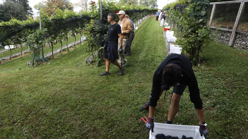 9.9.2025 - tradicionalna trgatev v grajskem vinogradu; Ljubljanski grad, grajski vinogradtrgatev, grozdje, trtaFoto: Luka Cjuha