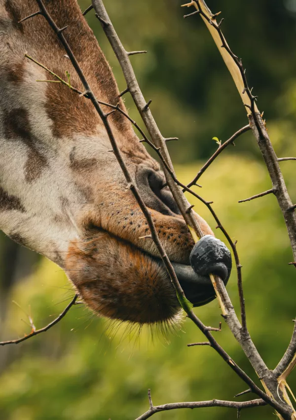 Žirafa ima črn jezik, ki ga uporablja tudi za objemanje vej. / Foto: Istock