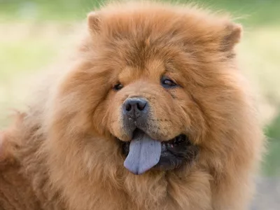 Čov čov ima prav zanimivo barvo. / Foto: Istock