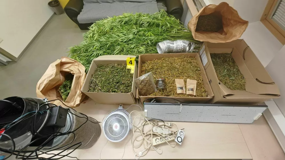Pri osumljencih v Cerknici so zasegli več kilogramov konoplje. 