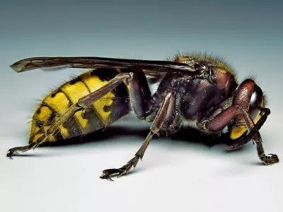 Pik sr&scaron;ena je lahko tudi smrtonosen. 