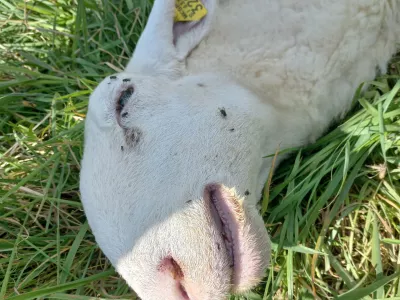 bolezen modrikastega jezika, ovca, pogin: Foto: UVHVVR