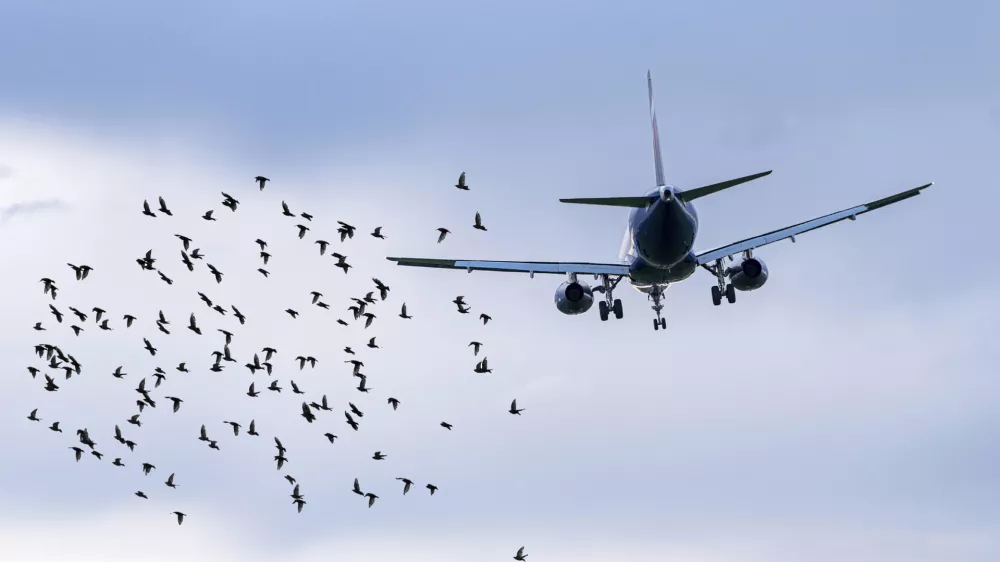 Flock of birds in front of airplane at airport, concept picture about dangerous situations for planes