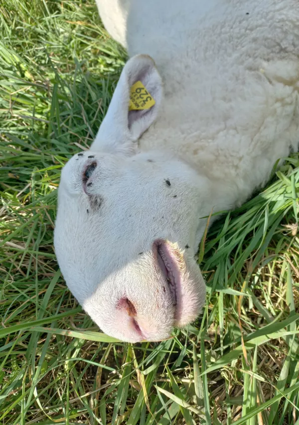 bolezen modrikastega jezika, ovca, pogin: Foto: UVHVVR / Foto: Uvhvvr