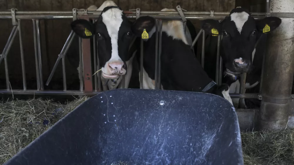 - govedoreja - krave - krava - živinoreja- 08.10.2019 &ndash; Kmetija Pustotnik &ndash; Sirnica, mlečni izdelki in siri, Poljanska cesta 19, Gorenja vas Občini Gorenja vas-Poljane. //FOTO: Jaka GasarOPOMBA: DNEVNIKOV OBJEKTIV &ndash; REPORTAŽA O SIRIH