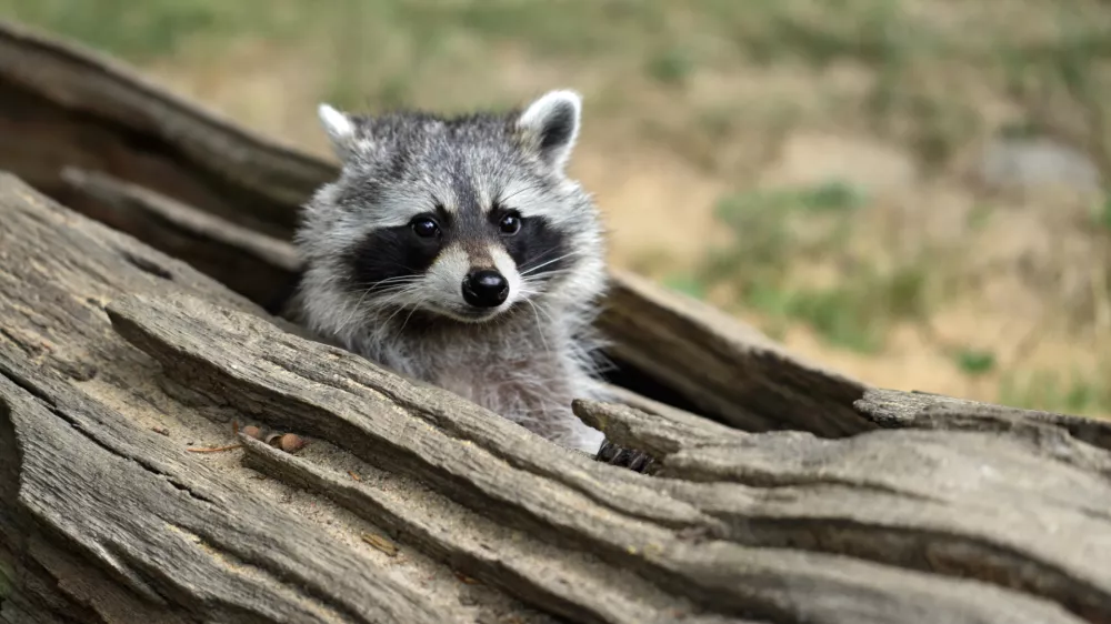Portrait of lotor common raccoon. Tree hiding place of raccoon. Look out of hiding. Photography of nature and wildlife.