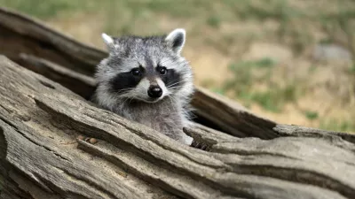 Portrait of lotor common raccoon. Tree hiding place of raccoon. Look out of hiding. Photography of nature and wildlife.